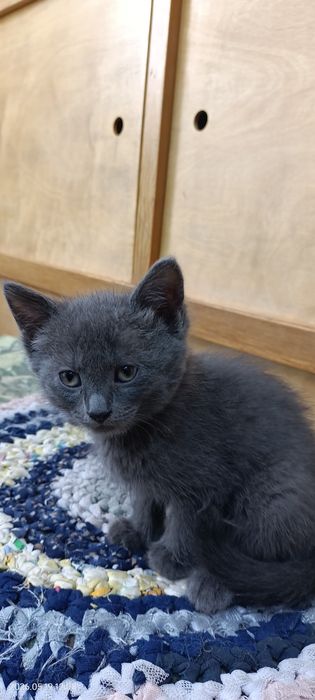 Отдам котят в хорошие руки!