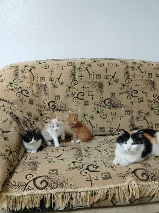 Продам домашних котят
