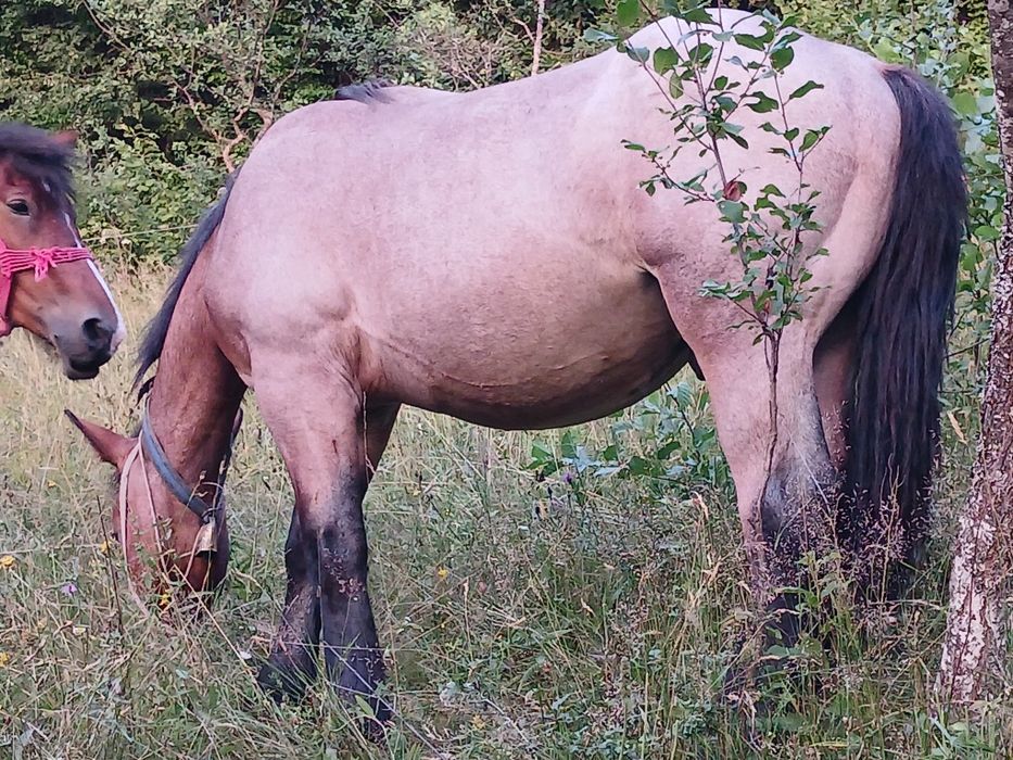 Mânz de 1 an de vânzare