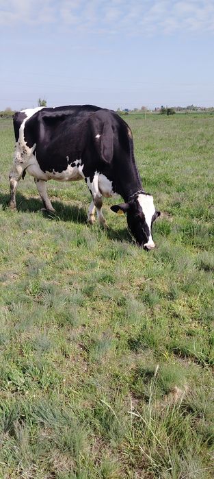 Vand vaca rasa holstein