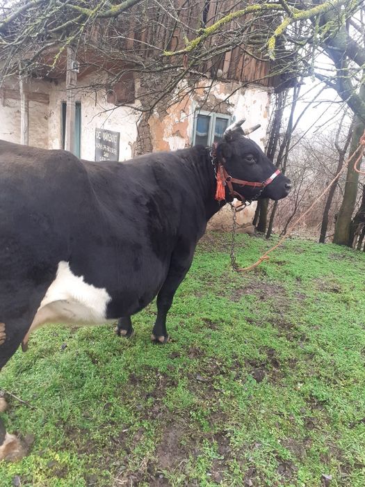 Vacă de vînzare !