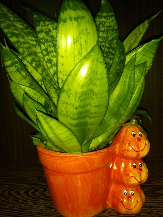 Традесканция,кротон,драцена фраганс,кливия,сенсевиера,красула,хибискус