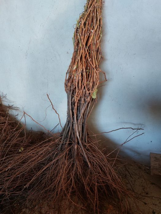 Butasi vita de vie/angro