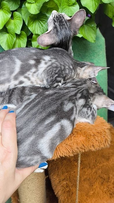 Голубенькие ориентальные котята