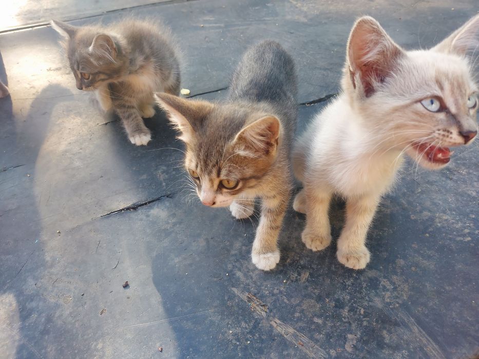 Отдам бесплатно котят