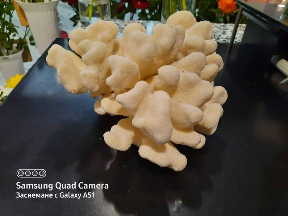 Естествен бял корал