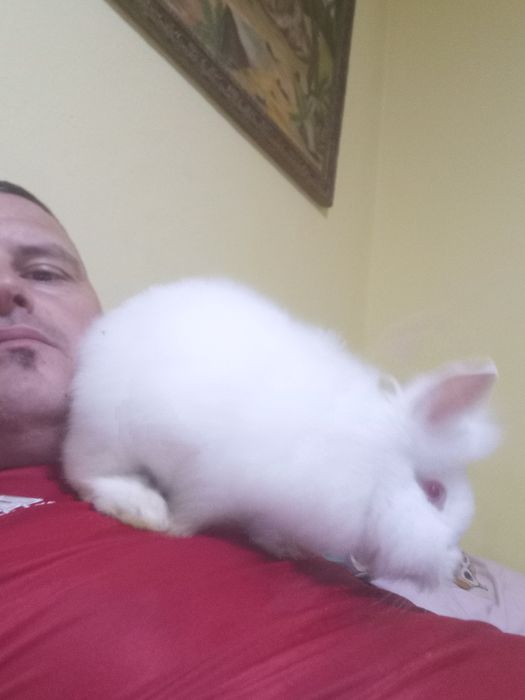 Vand sau schimb iepurasi cap de leu