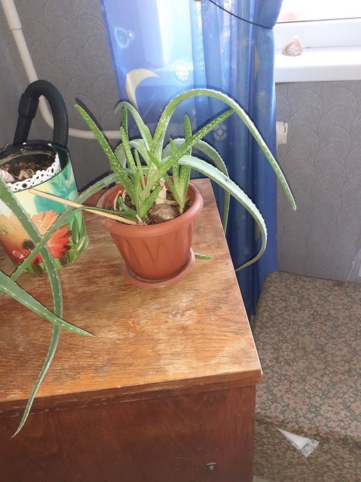 Продам растение Алое