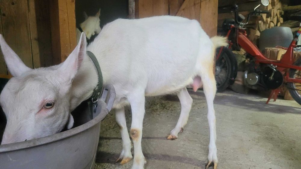 Capra rasa Sannen