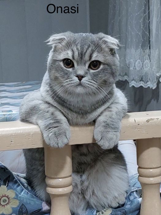 Продается котята skotish fold и skotish strite