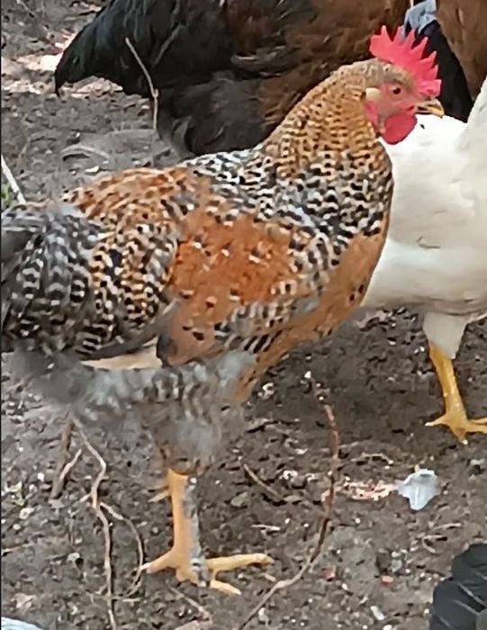 Продам молодых петушков