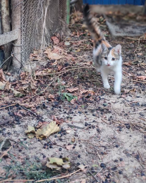 Котенок ласковый в добрые руки.