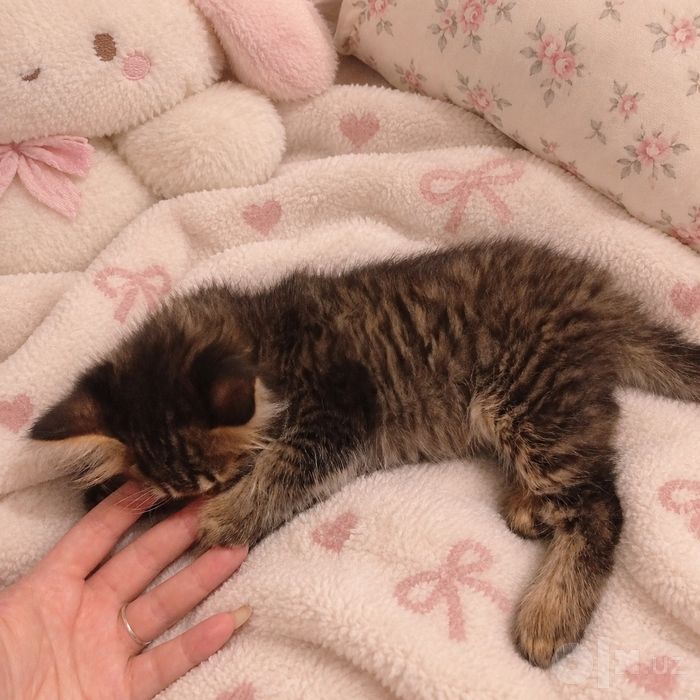 Котёнок мальчик в добрые руки
