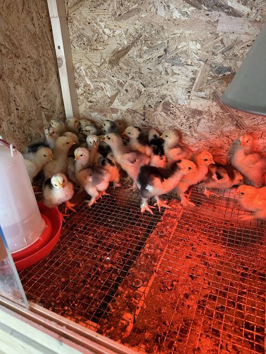 Pui cochinchina urias albastru