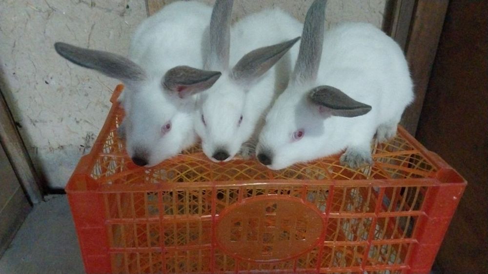 Quyonla sotiladi zoti kalif gavana