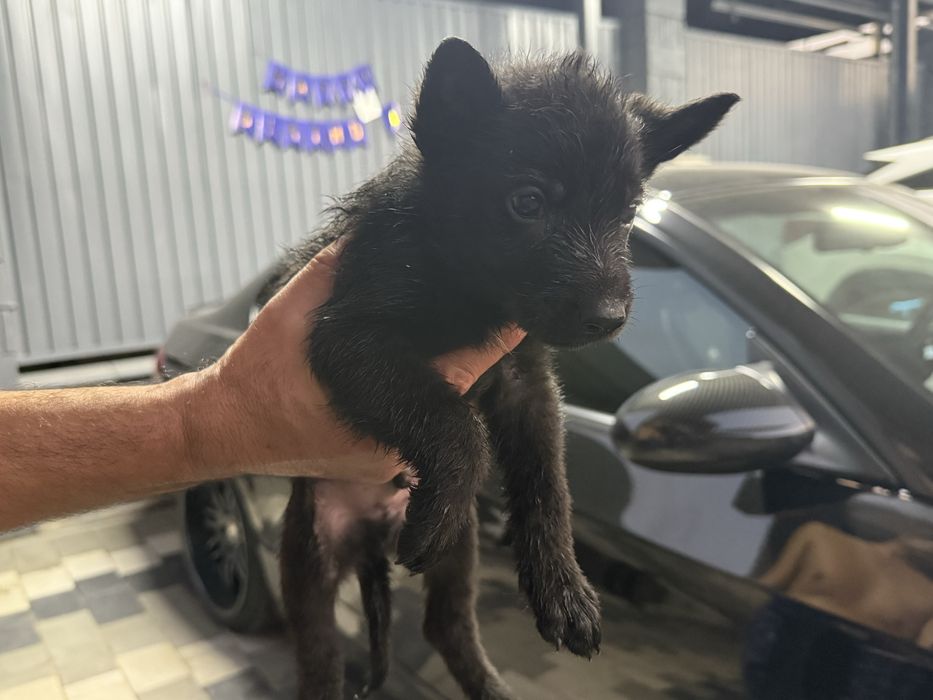 Щенята Немецкой Овчарки