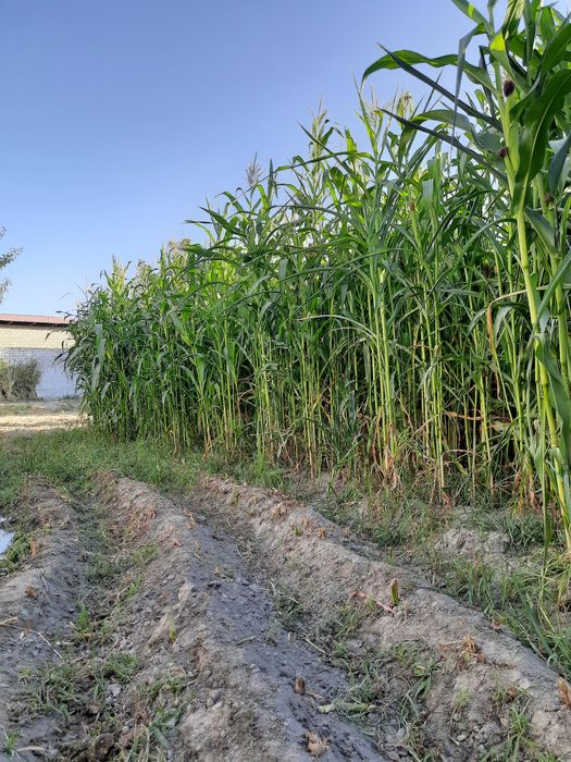 Uy joy yer tayor uchaska 4 xona gaz svet suv 4 taraf uralgan tayor uy