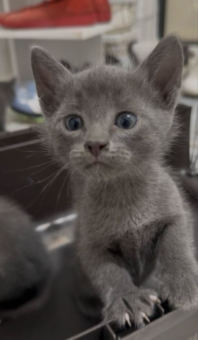 Котятки в добрые ручки