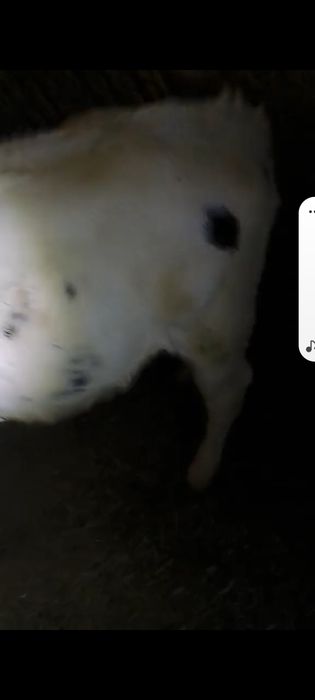 Vița begiană 3 luni jumate