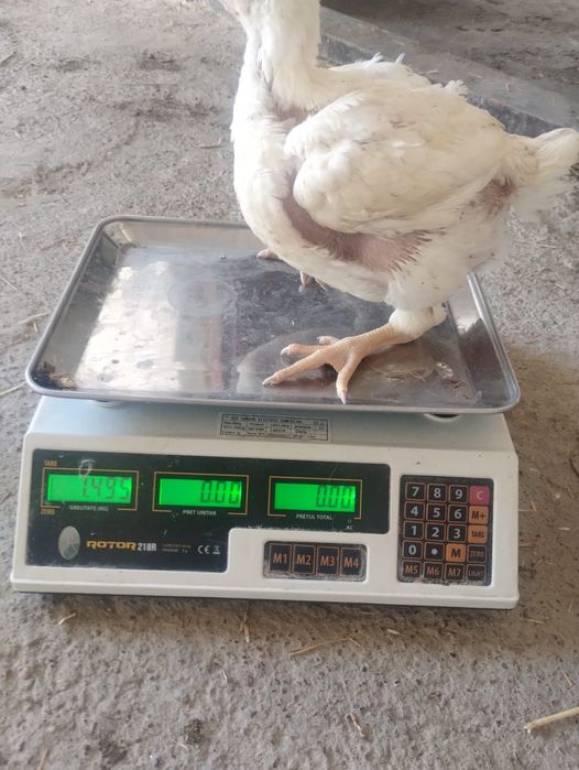 Puii albi de carne și rasa mixta