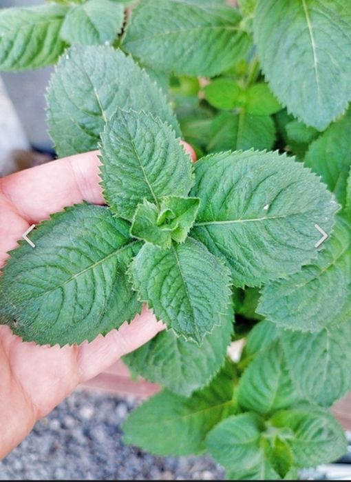 Мята душистая, полезная.