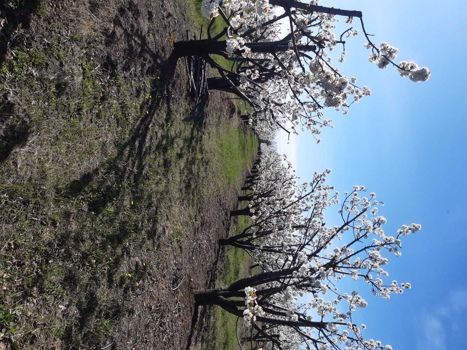 livada de pomi fructiferi si vie struguri de masa