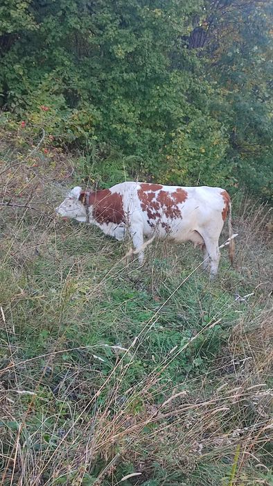 Vaca gestanta trecuta de 8 luni