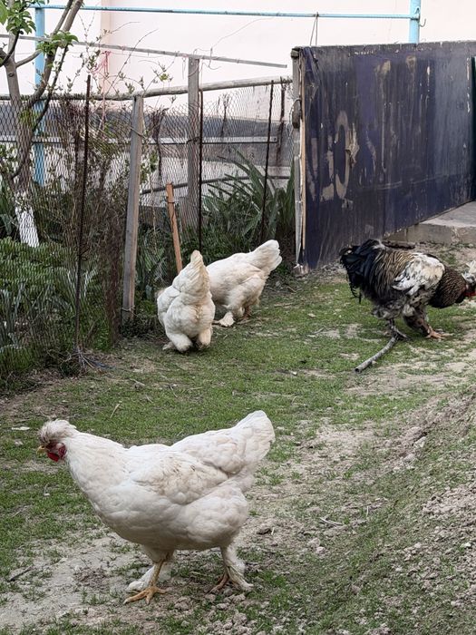 Brama Troyka Tuxumlariga zakaz olaman , jo’jalariyam bor