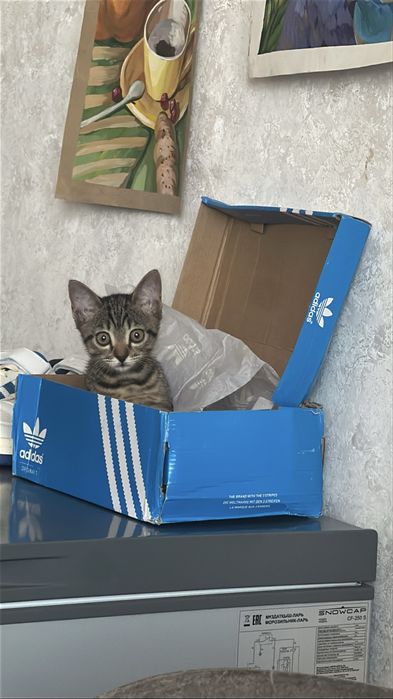 Отдаем котенка в добрые руки!