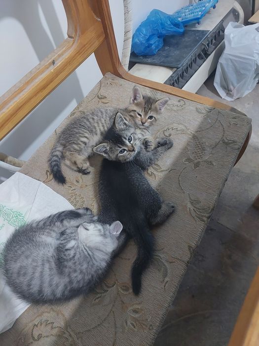 Срочно Котята в добрые руки