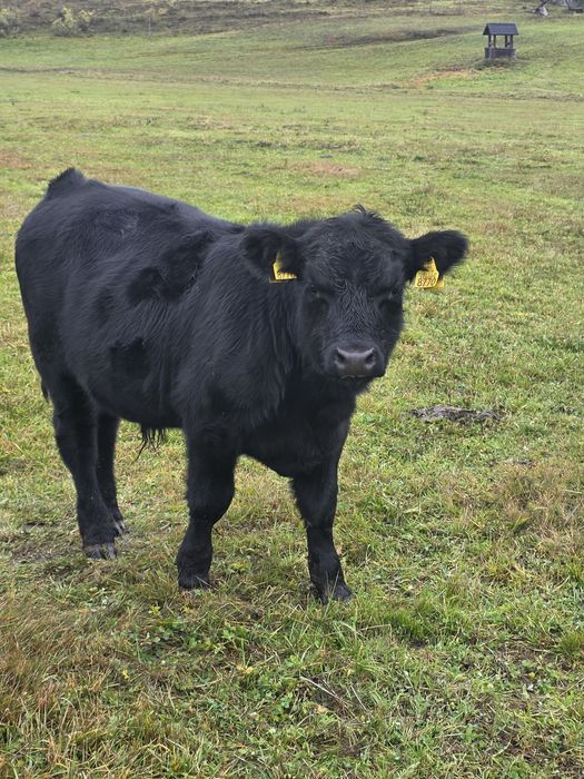 Vindem taurasi Aberdeen Angus