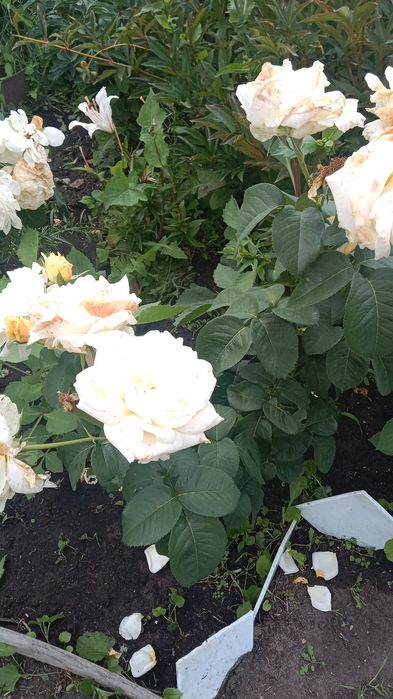 Продам дачу общество Лада