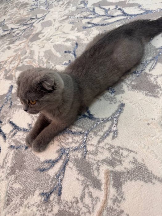 Мушук сотилади Скотиш фолд
