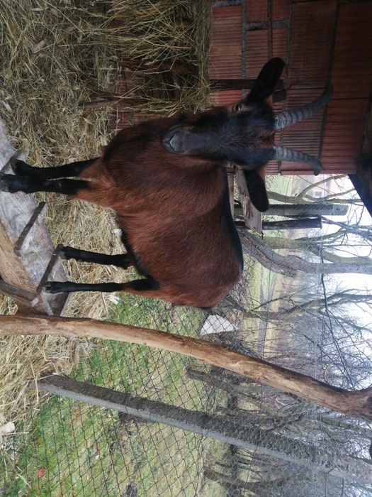 Vand capră alpin francez