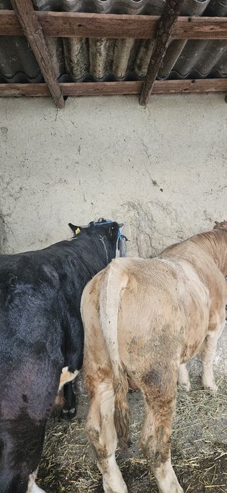 Vând 11 tauri și o vitica