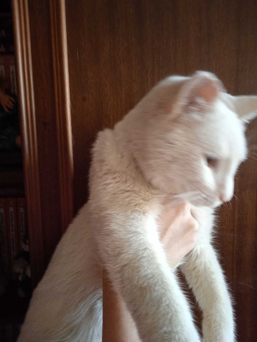 Белый кот турецкая ангора - 8 месяцев.