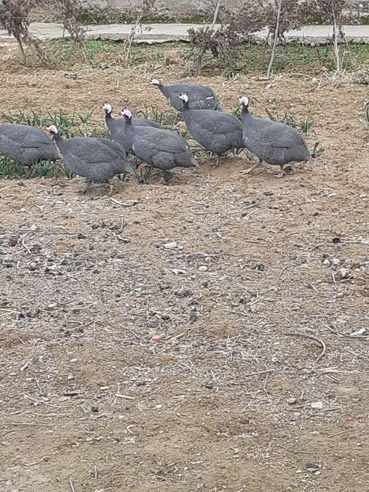 Сисарка товук цисарка