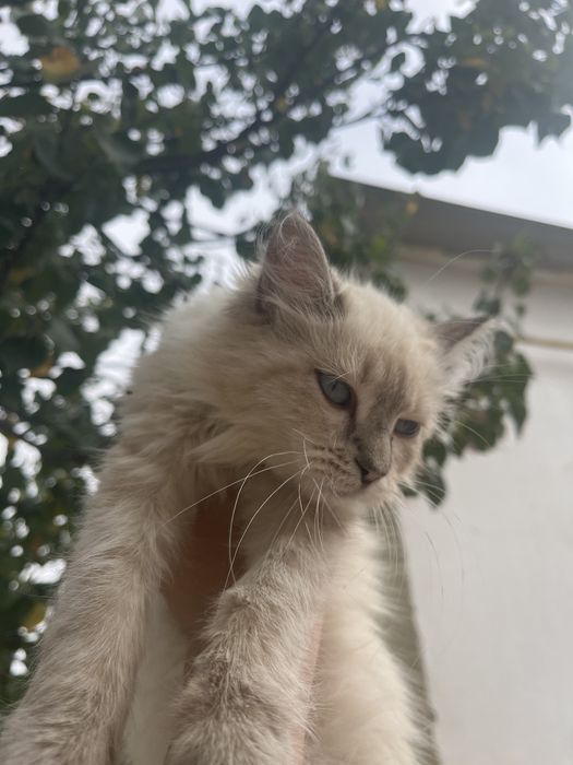 Кошка Персидская
