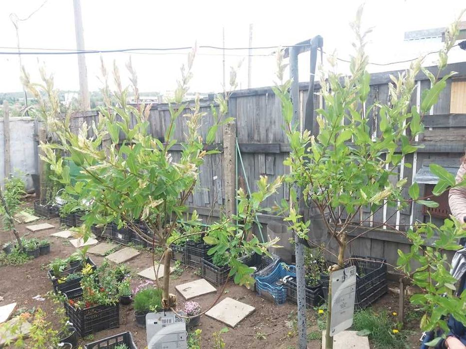 Японска върба Salix Hakuro Nishiki - Фламинго