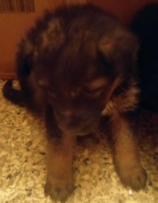 Отдам щенков девочек в добрые руки!