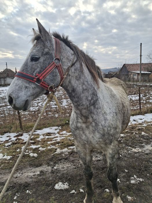 De vanzare cal castrat