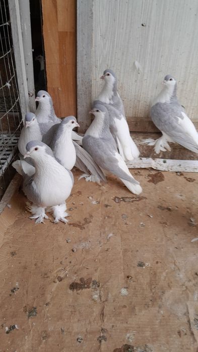 Porumbei de ornament