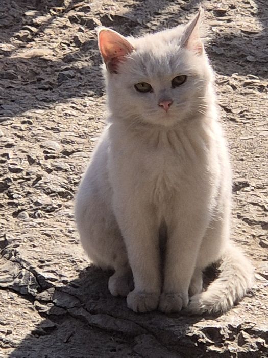 Белая кошечка 4 мес