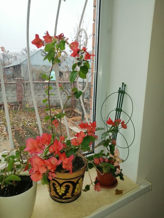 Продаю комнатные цветы