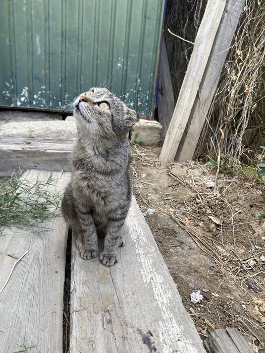 Отдам котят в добрые руки — БЕСПЛАТНО!