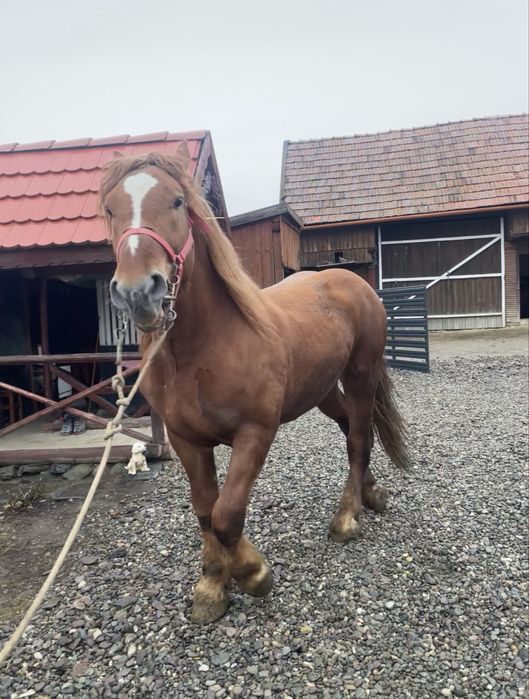 Vand armasar de 2 ani jumate