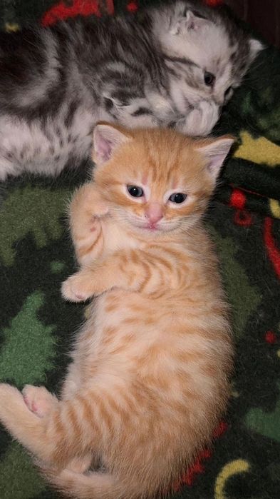 Котенка в добрые руки