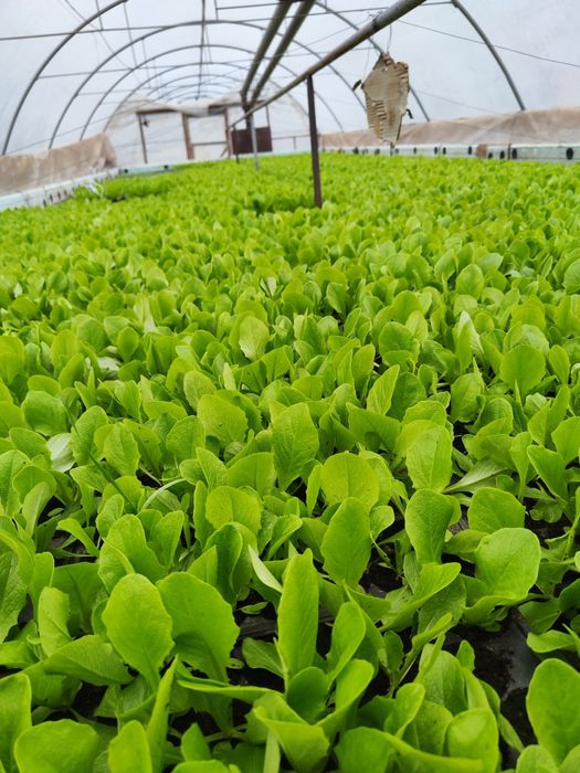 Salată verde Shangore F1