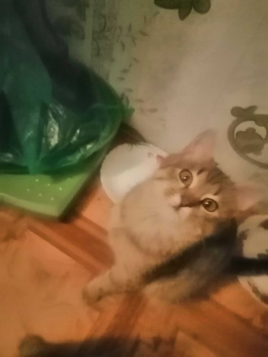 Отдам в добрые руки