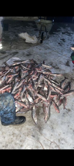 Судакк сатылады свежый